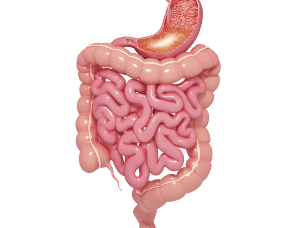 Digestive System