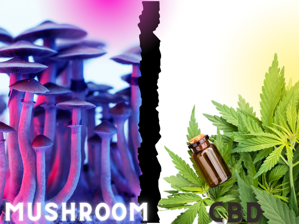 An image of a mushroom and CBD.