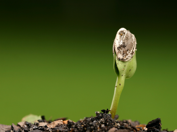 How to Germinate Marijuana Seeds (Direct Soil Planting)