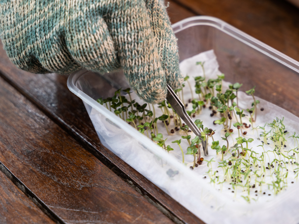 How to Germinate Marijuana Seeds (Paper Towel Method)