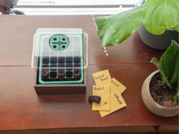 How to Germinate Marijuana Seeds (Using Starter Cubes and Plugs)