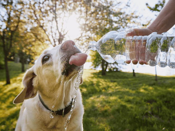 Hydration