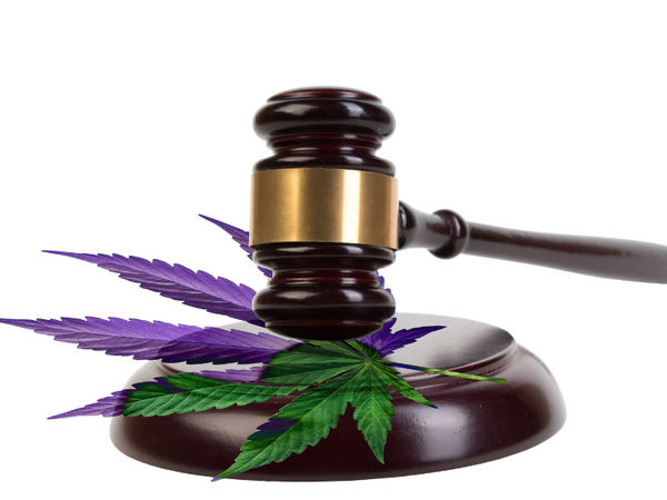 Legal Considerations in Cannabis Cultivation