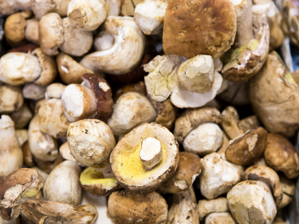 an image of porcini mushroom.