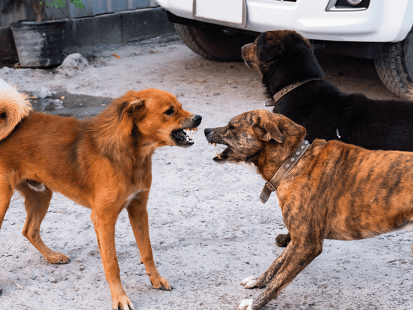 Sexual-Related Aggression in Dogs