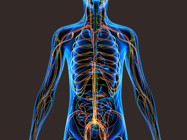 The Endocannabinoid System and Its Role in the Human Body