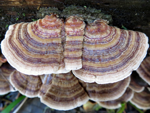 an image of turkey tail mushroom.