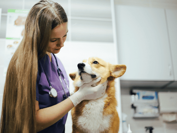 Veterinary Care