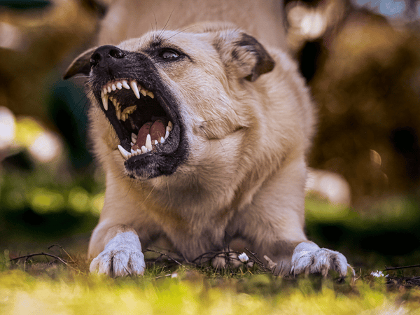 What exactly is dog aggression