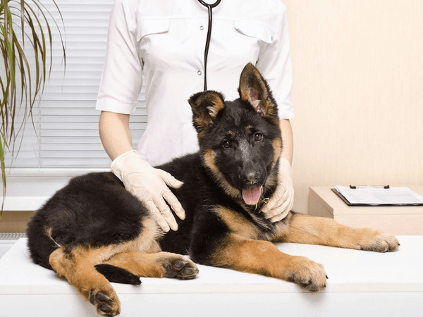 Cushing Syndrome Dog Back Legs – Alive Market