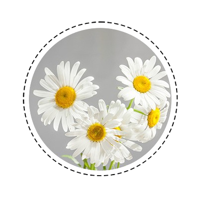 Chamomile_Oil.png__PID:a297cccd-3294-4998-9609-739c822012a4