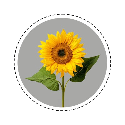 Sunflower_Oil.png__PID:ca21a297-cccd-4294-9998-5609739c8220