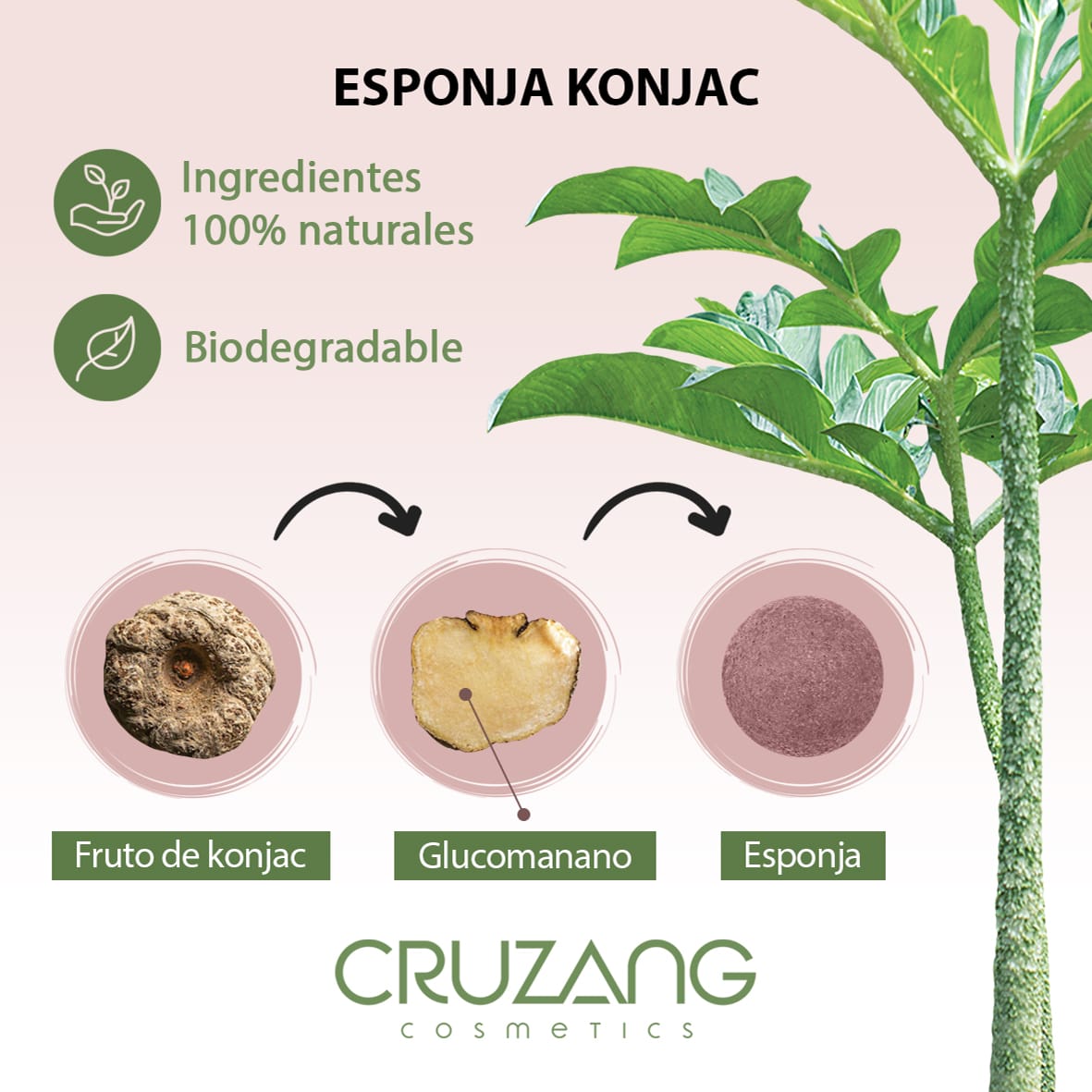 La esponjas Konjac son de origen 100% naturales y biodegradables.