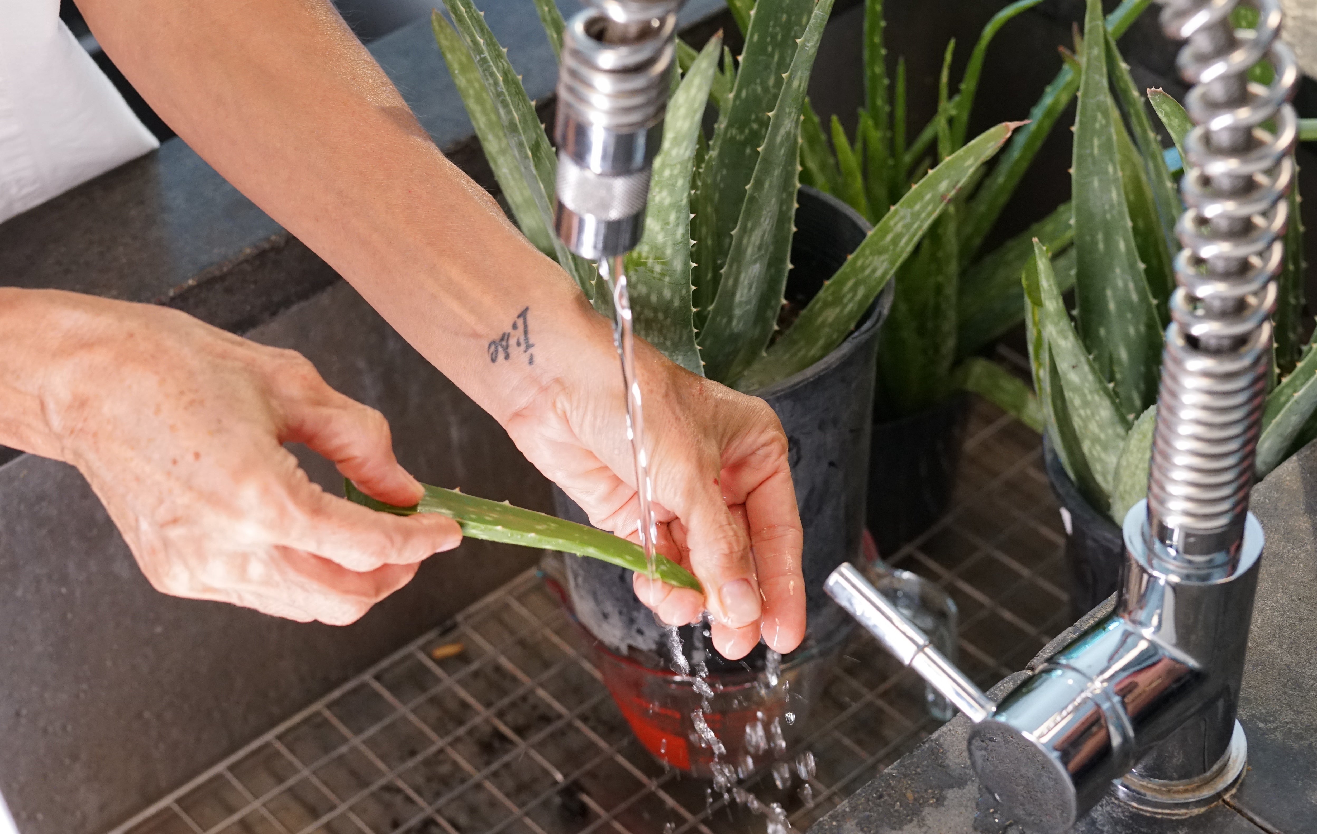 washing fresh aloe in the sink