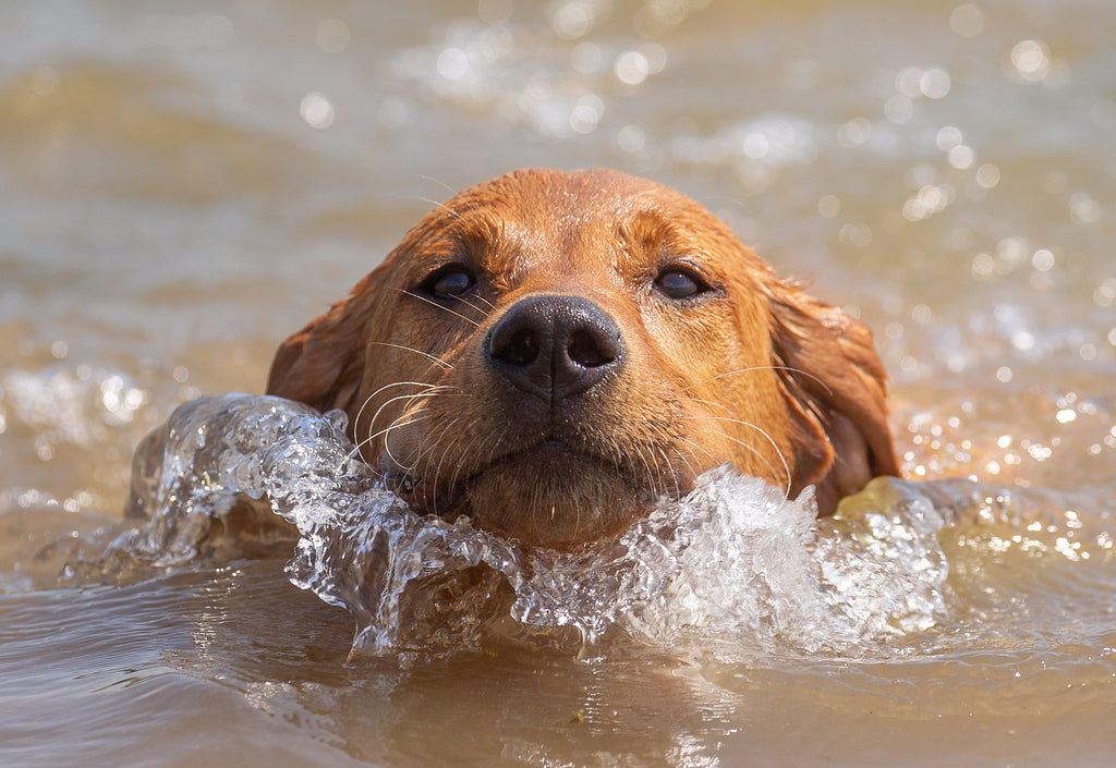 does swimming help arthritis in dogs