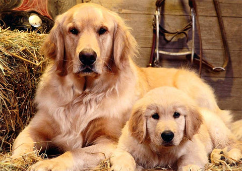 Golden Retriever mother and son