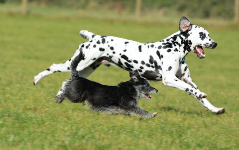 Dalmatian Dog running with friend