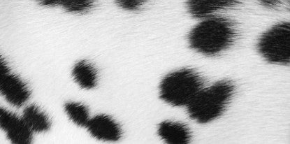 Dalmatian Dog Coat Pattern