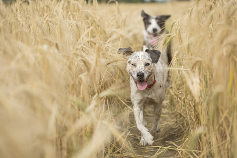 dogs running through wheat field
