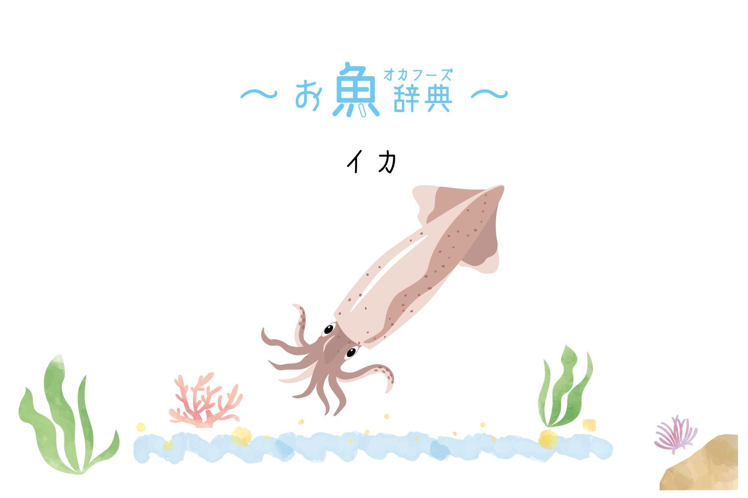 お魚辞典 イカ Okafoods Onlineshop