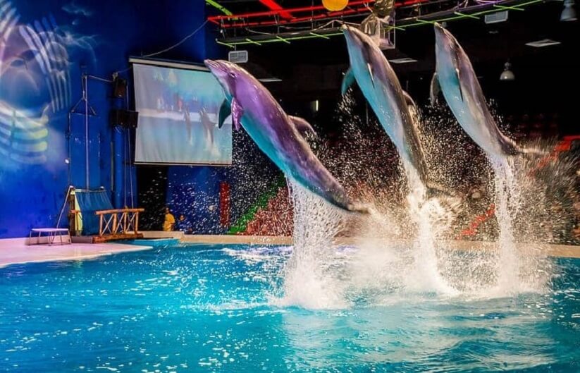 Dubai Dolphinarium in dubai for kids birthday party