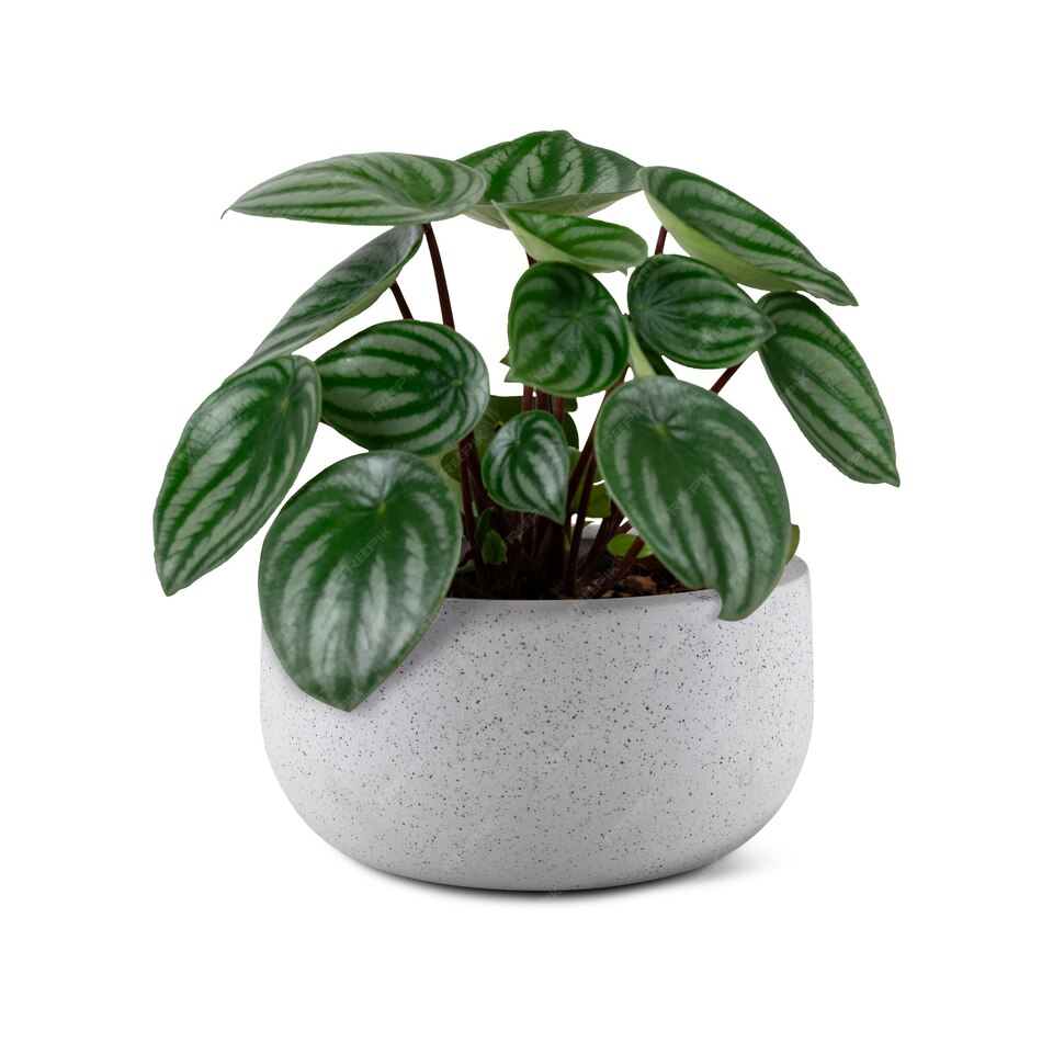 Potted Plants for corporate office