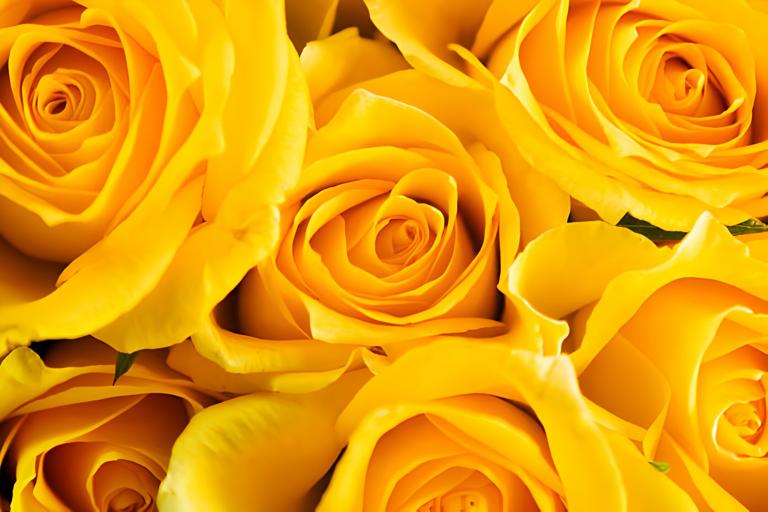 What does the Yellow Color Flower Symbolize