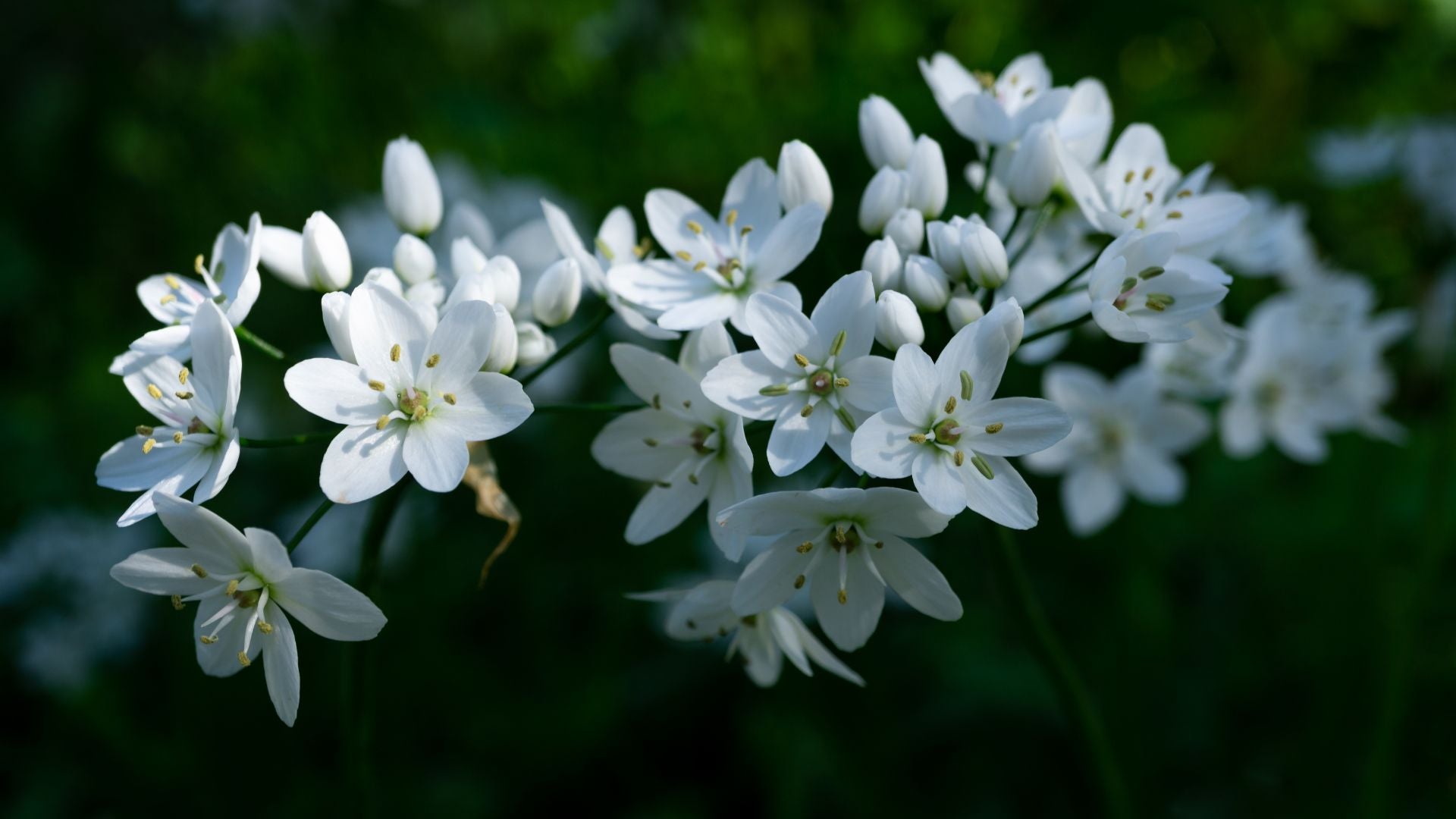 White Jasmine