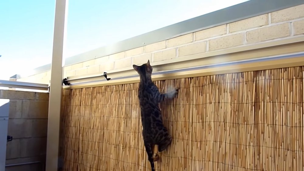 empeorar Gracioso Indefinido 4 soluciones de vallas Cat para su patio trasero – Cat-Proof Fence Kits |  Oscillot® Europe and UK