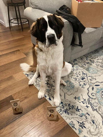 Saint Bernard dog posing between two bags of Father Bernard's Blessed Biscuits