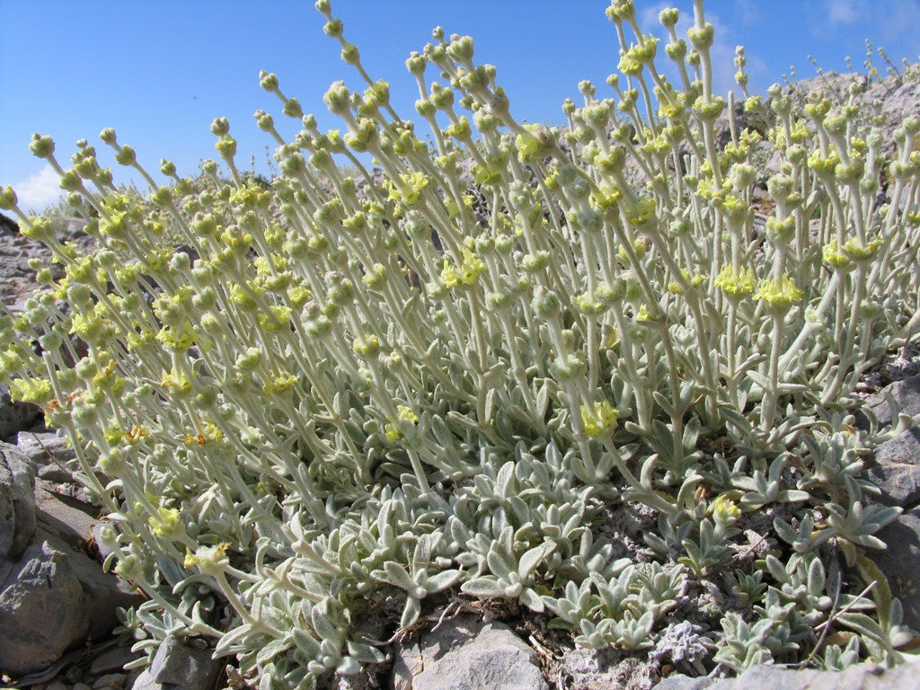 Αποτέλεσμα εικόνας για Sideritis Syriaca