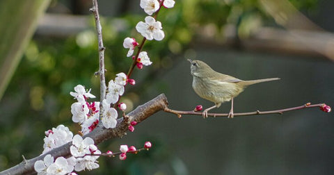 ひな祭りは、春の訪れ