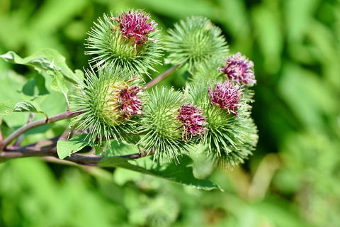 bardane : plante anti-inflammatoire et dépurative