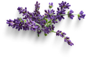 Lavender super herb