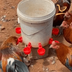 imagem ilustrando o bebedouro automático para galinhas