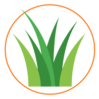 Wheatgrass