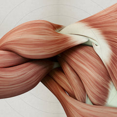 Shoulder Anatomy