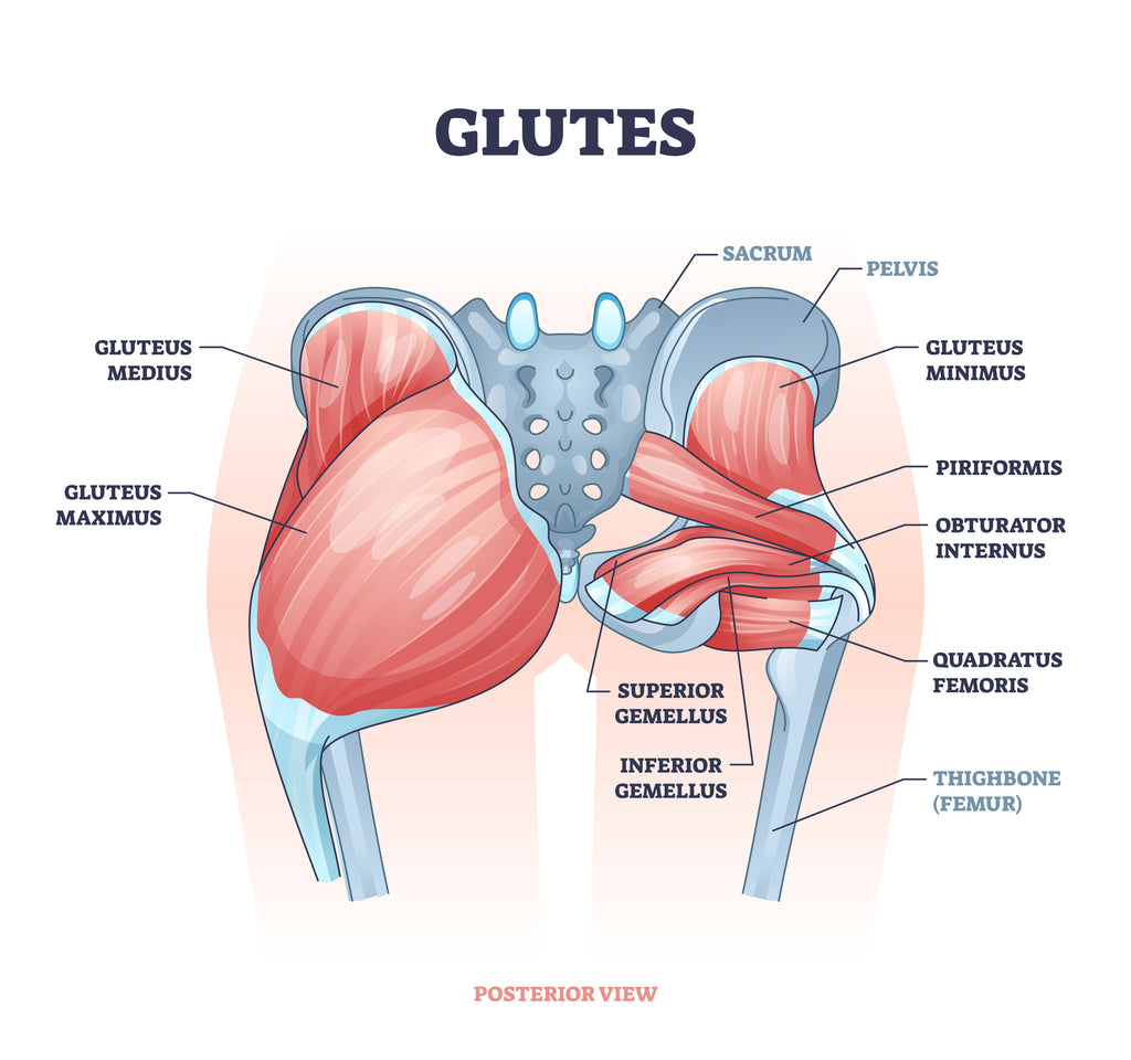 Glutes Anatomy