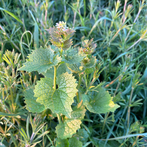 Eat your weeds - Garlic Mustard or "Jack by the Hedge"