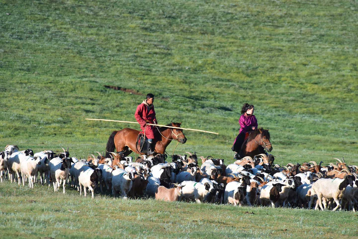 Mongolian herdsmen with cashmere goats