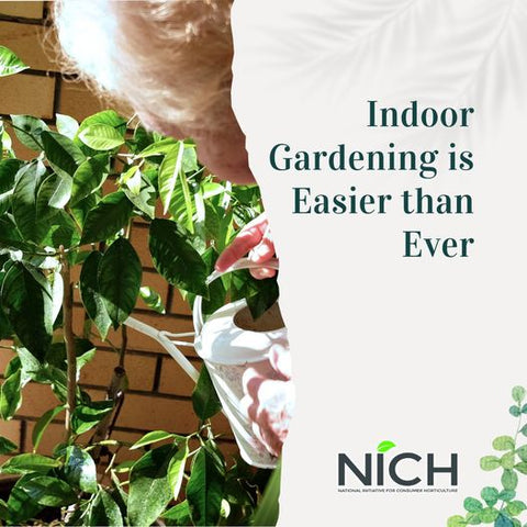 picture of a person on the left watering a plant with pointed green leaves.  On the right are the words Indoor Gardening Is Easier Than Ever, along with the NICH logo