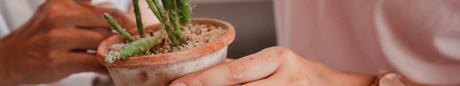 image of a potted succulent being held by hands