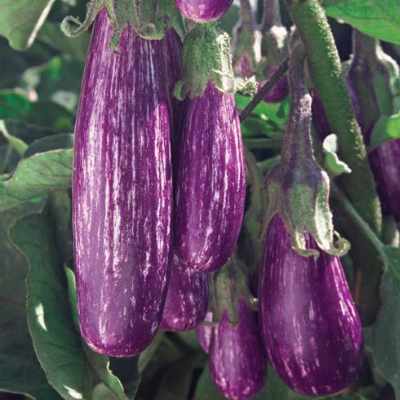 image of several long purple with white stripe eggplants