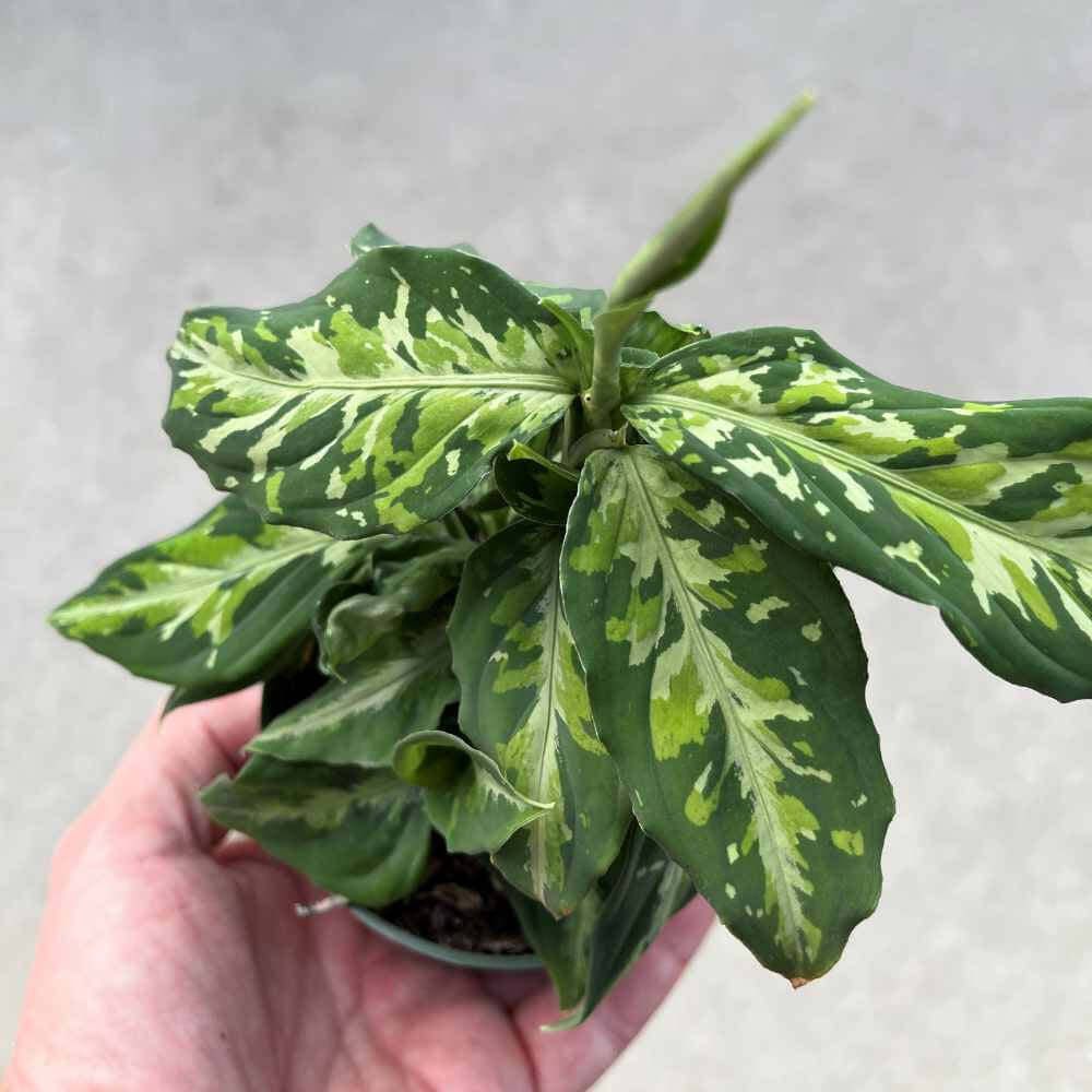 Aglaonema Pictum Tricolor 4 inch