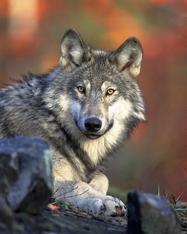 Les loups n'ont pas bonne réputation