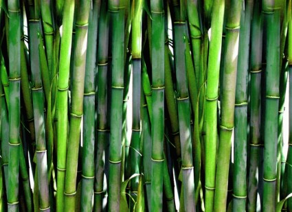 bamboo