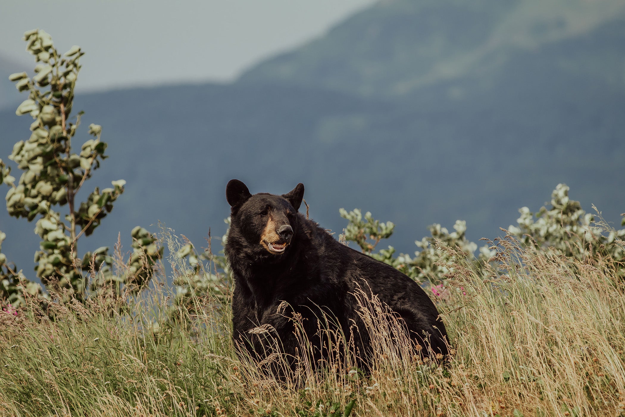 Colorado Black Bear Muzzleloader Season