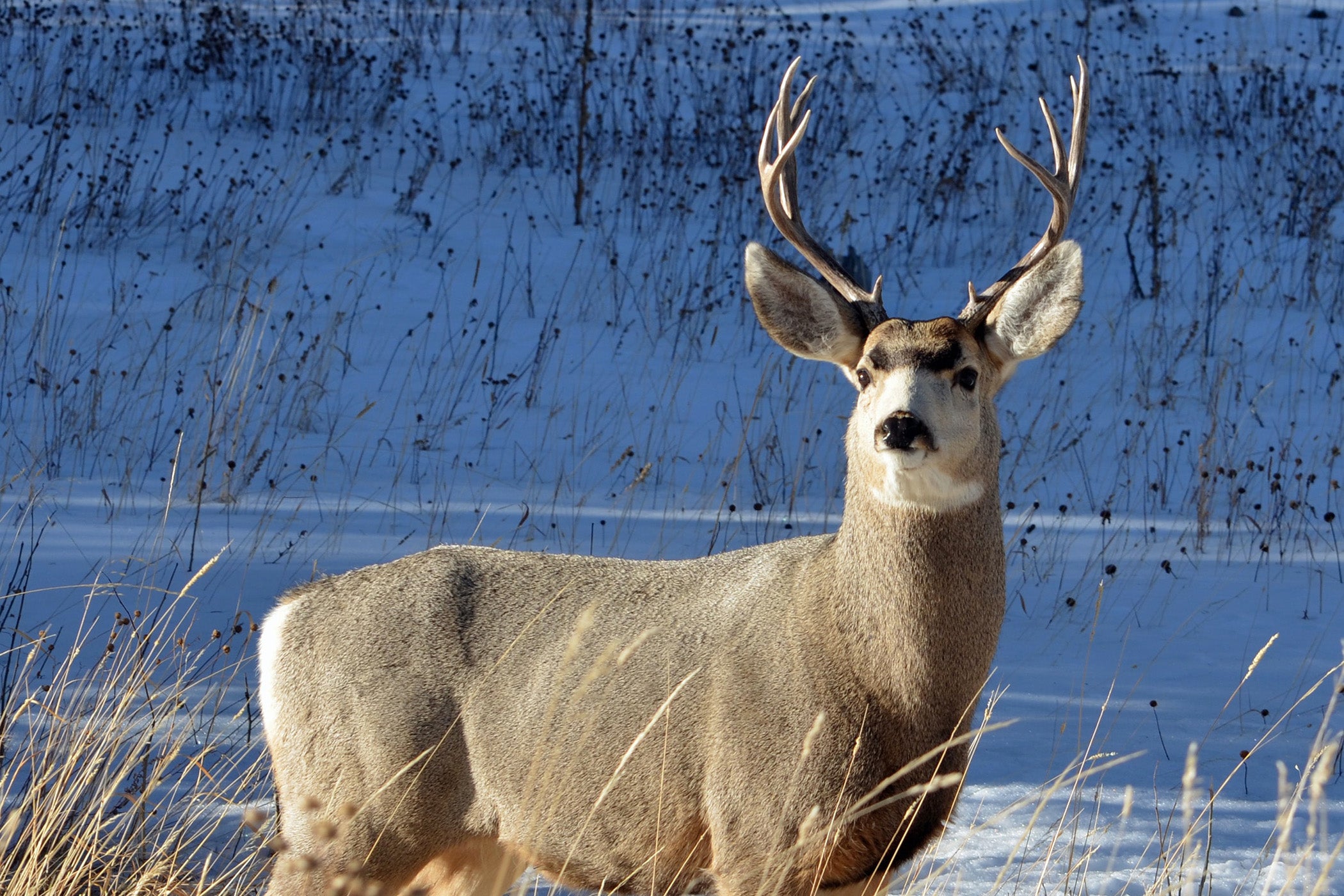 Colorado Muzzleloader Deer Season