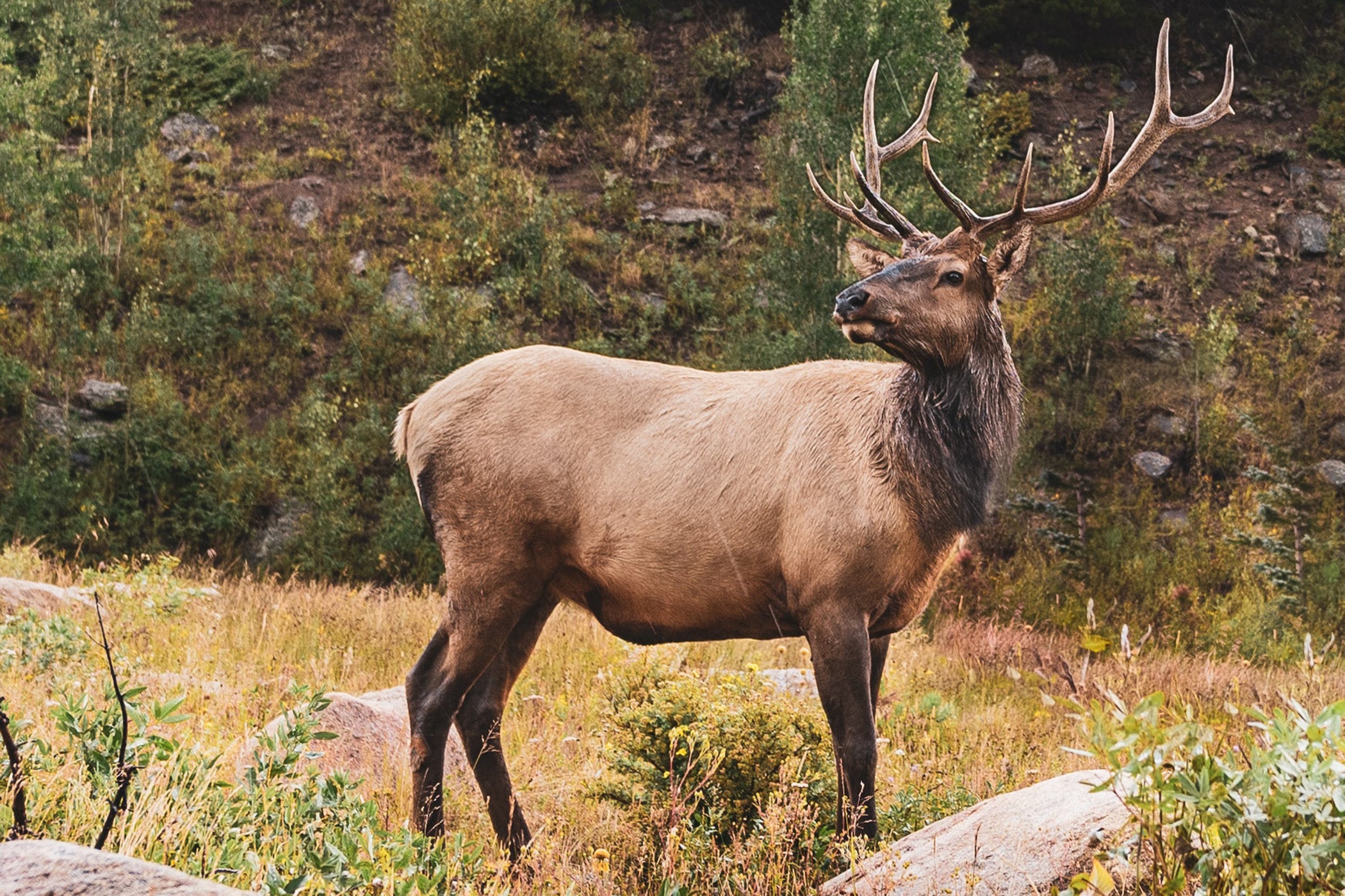 Colorado Muzzleloader Elk Season