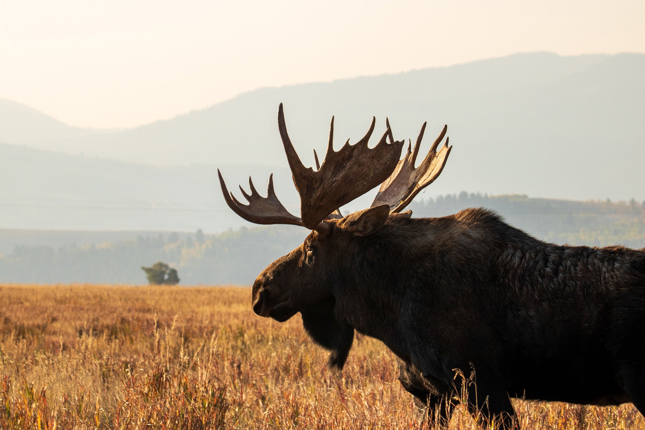 Colorado Muzzleloader Moose Season